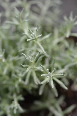 İtalyan Ebedi Aladin