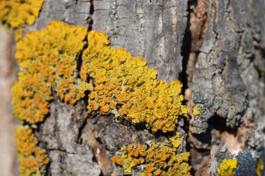 Deniz sunburst liken