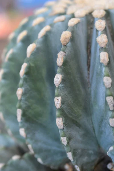 Cactus de barril glauco —  Fotos de Stock