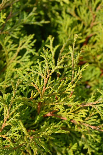 Hinoki cypress Pygmaea — Stock Photo, Image