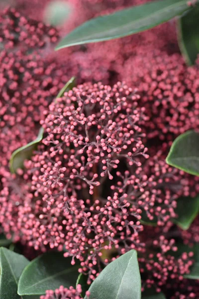 Skimmia Rubesta — Stock Photo, Image