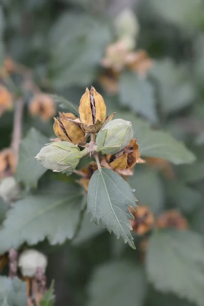 Rose Of Sharon — Stock Photo, Image