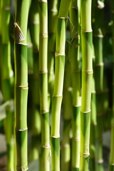 Lucky bamboo — Stock Photo, Image