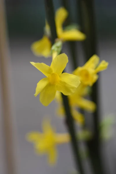 Winter jasmine — Stock Photo, Image