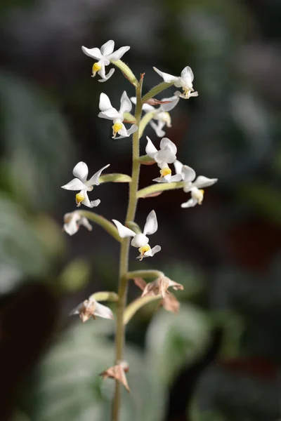 Orquídea joya — Foto de Stock