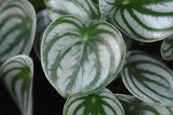 Watermelon begonia — Stock Photo, Image