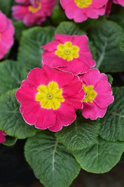 Pembe İngiliz Çuha Çiçeği