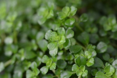 Depresif temizleme otu