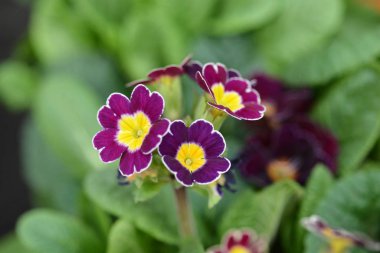 Çuha çiçeği Victoriana