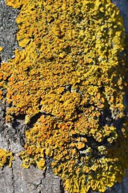 Deniz sunburst liken