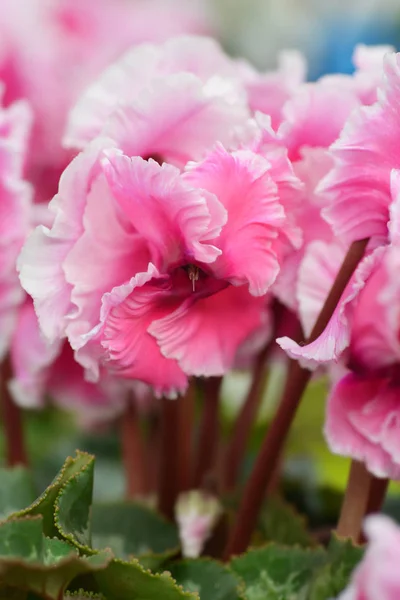 Persisches Cyclamen cabrilla — Stockfoto