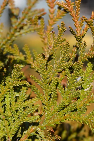 Hiba arborvitae — Stockfoto