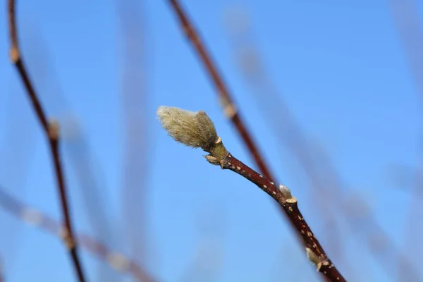 Csillag magnolia — Stock Fotó