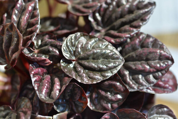 Изумрудно-рябный перец Schumi Red Sienna Sunset
