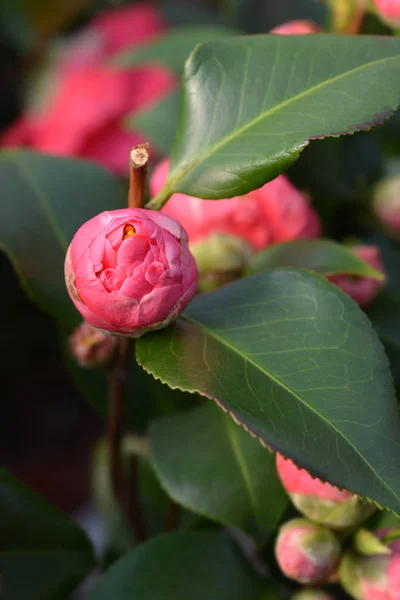 Camellia Doctor King — Stock Photo, Image