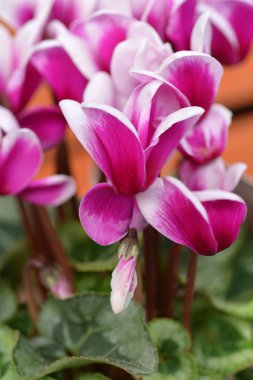 Pers siklamen Melek Kanatları Midi Pembesi