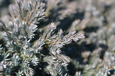 Flaky Ardıç Mavi Yıldız