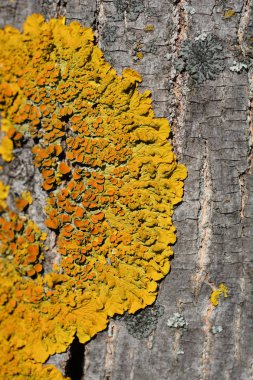 Deniz sunburst liken