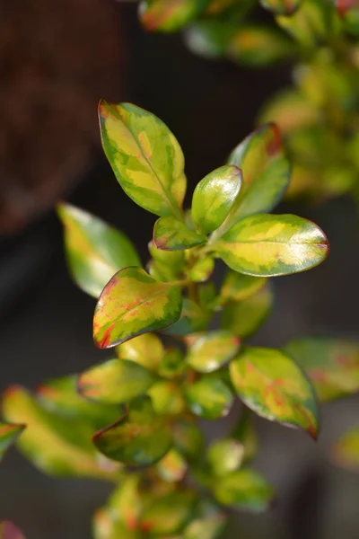 ガラスの植物レモンとライム — ストック写真