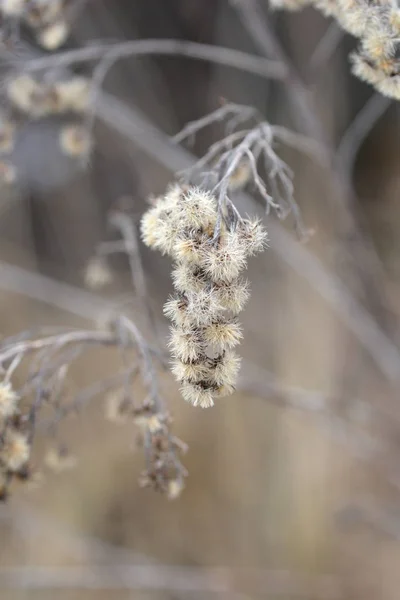 Kanadský goldenrod — Stock fotografie