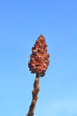 Mavi gökyüzüne karşı Staghorn sumac çiçeği - Latince adı Rhus typhina