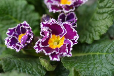 Şeker kaplı çuha çiçeği - Latince adı - Primula vulgaris Sacarina