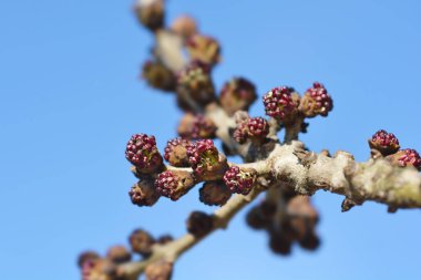 Çiçek tomurcukları olan sıradan bir kül dalı - Latince adı - Fraxinus Excelsior