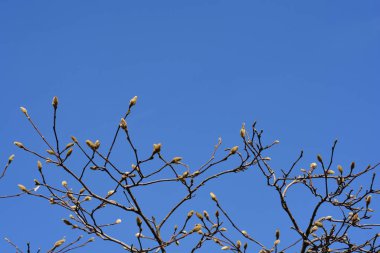Çiçek tomurcukları olan manolya ağacı (Soulangeana melezleri) - Latince adı - Magnolia x soulangeana