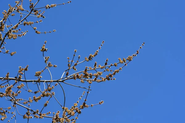 Branche Érable Argenté Avec Fleurs Nom Latin Acer Saccharinum — Photo