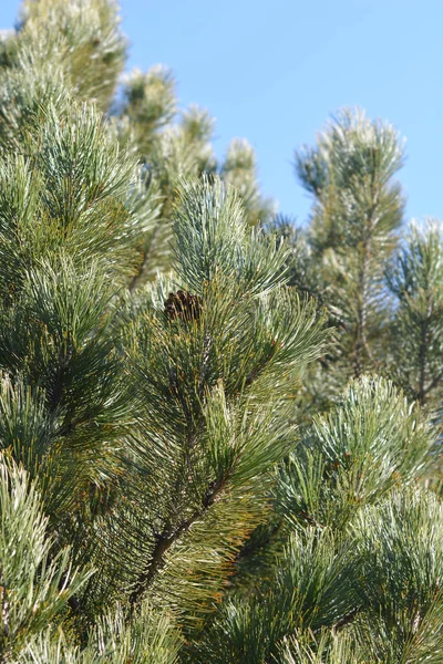 Боснійські Соснові Гілки Латинська Назва Pinus Heldreichii Var Лейкодермія — стокове фото