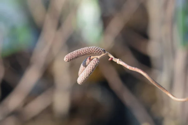 Hazel Red Majestic Latin Név Corylus Avellana Red Majestic — Stock Fotó