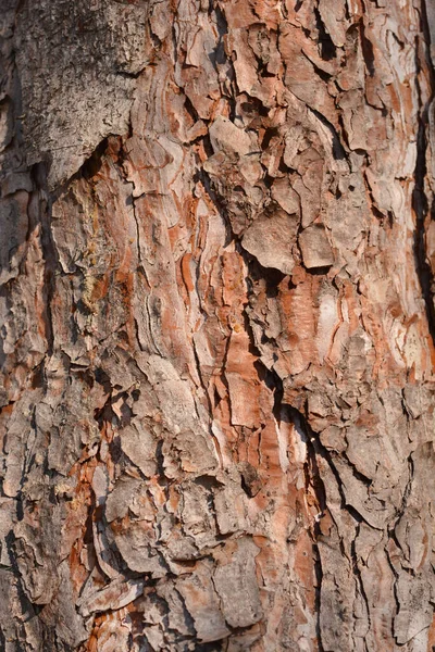 Detalhe Casca Pinheiro Preto Nome Latino Pinus Nigra — Fotografia de Stock