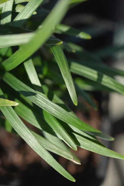 Dwarf Mondo Grass Leaves Latin Name Ophiopogon Japonicus Minor — Stock Photo, Image