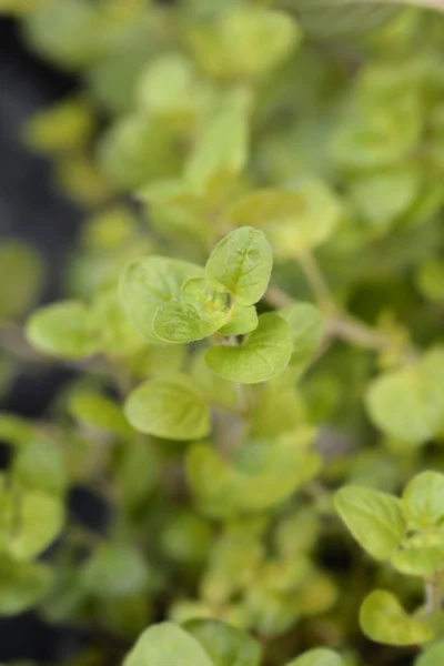 Золоте Орігано Голдталер Листя Латинська Назва Origanum Vulgare Goldtaler — стокове фото