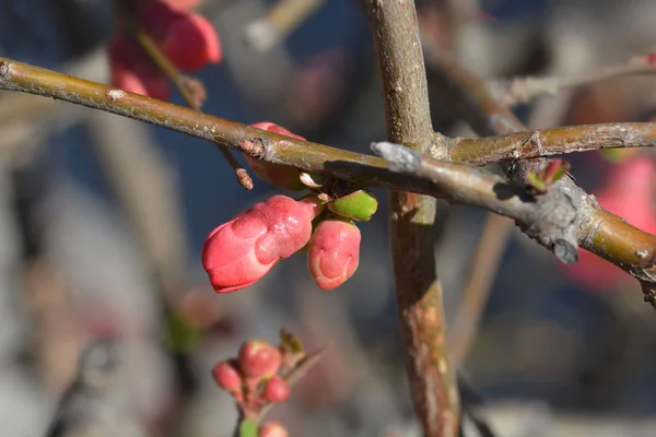 Цветущие Цветки Айвы Латинское Название Chaenomeles Speciosa — стоковое фото