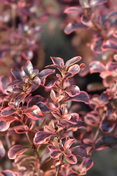 Looking Glass Plant Rainbow Surprise Leaves Latin Name Coprosma Rainbow — Stock Photo, Image