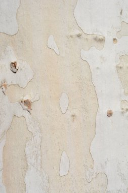 Londra uçak kabuğu - Latince adı Platanus x hispanica (Platanus x acerifolia)