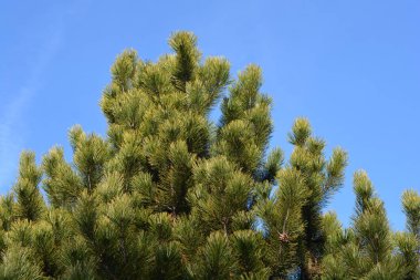 Bosna çam ağacı tepesi - Latince adı - Pinus heldreichii var. löcodermis