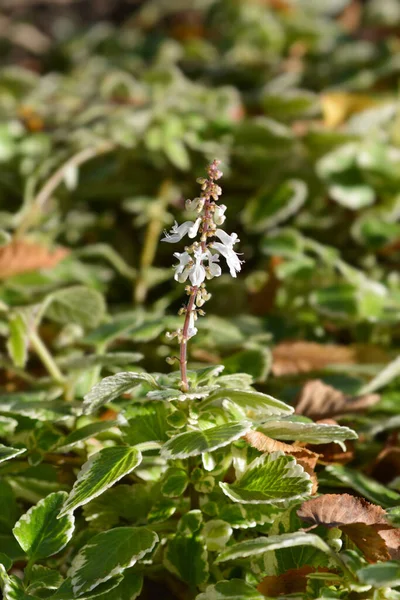 Szwedzki Bluszcz Marginatus Nazwa Łacińska Plectranthus Forsteri Marginatus — Zdjęcie stockowe