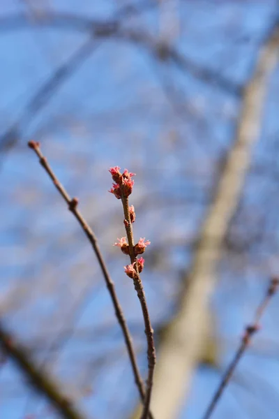 Ramo Bordo Prata Com Flores Nome Latino Acer Saccharinum — Fotografia de Stock