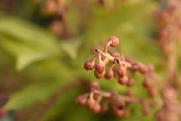 Japonca Piercing Sarabande Latince Adı Pieris Japonica Sarabande — Stok fotoğraf