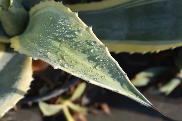 Century plant leaves - Latin name - Agave americana