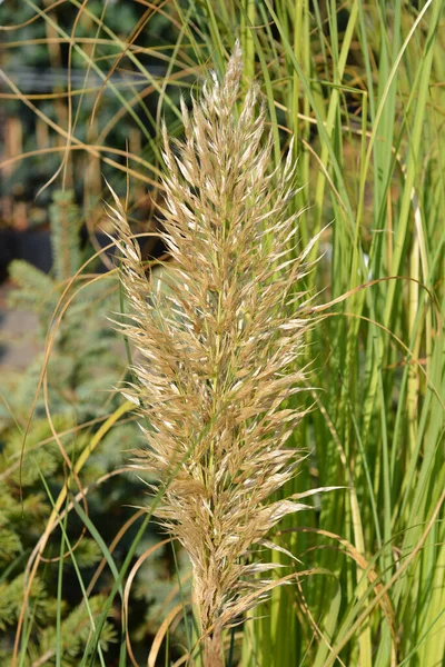 Pampas Grass Latin Name Cortaderia Selloana — Stock Photo, Image