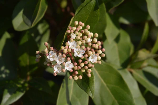 Laurustinus Eve Price Nombre Latino Viburnum Tinus Eve Price — Foto de Stock