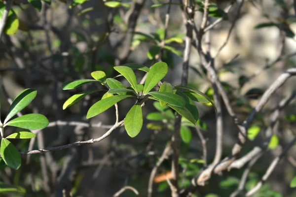 Listy Karo Latinský Název Pittosporum Crassifolium — Stock fotografie