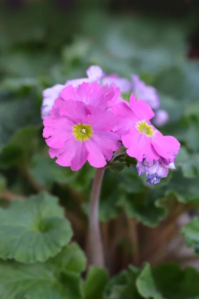 Pink Poison Primrose Латинское Название Primula Obconica — стоковое фото