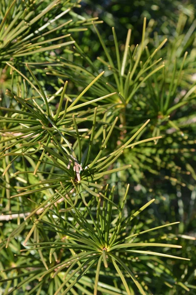 Japanese Umbrella Pine Latin Name Sciadopitys Verticillata — Stock Photo, Image