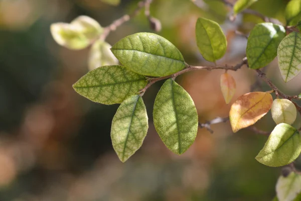 Foglie Fiori Frange Cinesi Nome Latino Loropetalum Chinense — Foto Stock