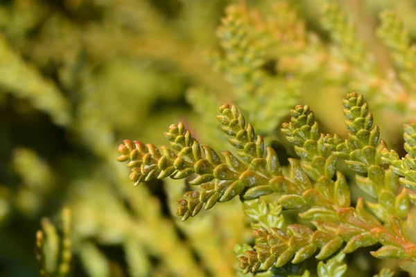 False Arborvitae Latin Name Thujopsis Dolabrata — Stock Photo, Image