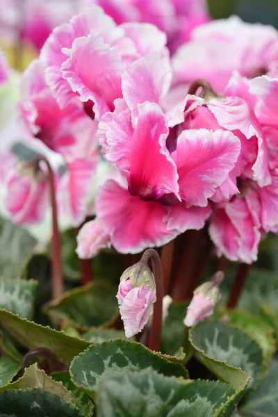 Persian Cyclamen Cabrilla Flowers Латинское Название Cyclamen Persicum Cabrilla — стоковое фото